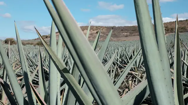 Blå agaveplantor på ett fält i Mexiko